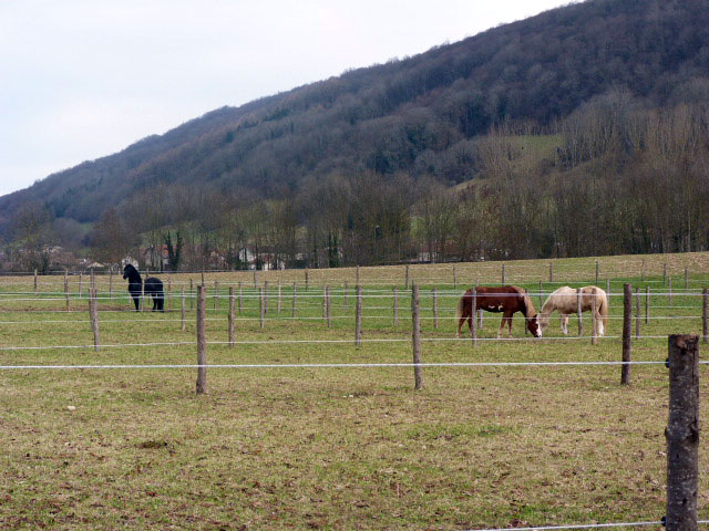 Pension chevaux ou poneys paddocks individuels en herbe